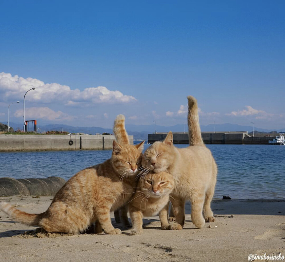 纯色背景图,局部头像,猫咪头像