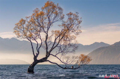 一棵孤独的树
