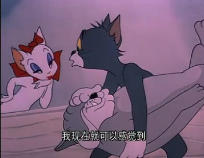 猫和老鼠 爱情