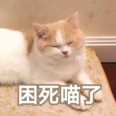 猫哈哈表情包