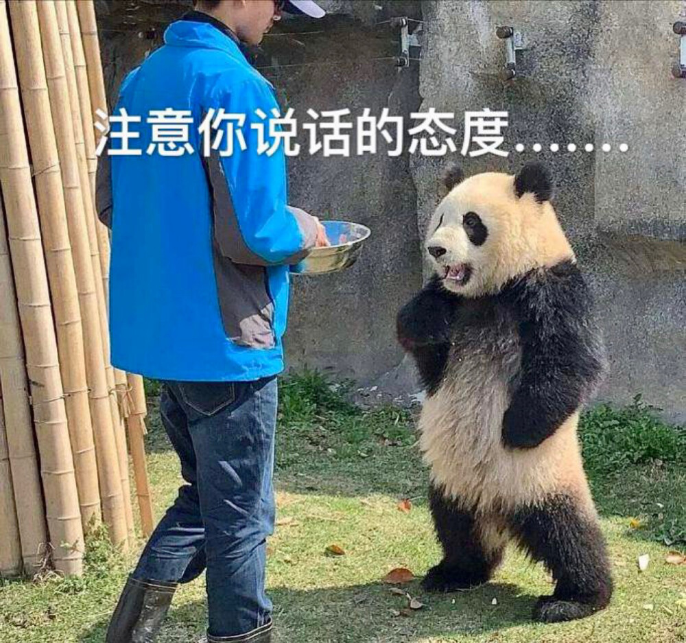 熊猫表情包 "注意你说话的态度……"