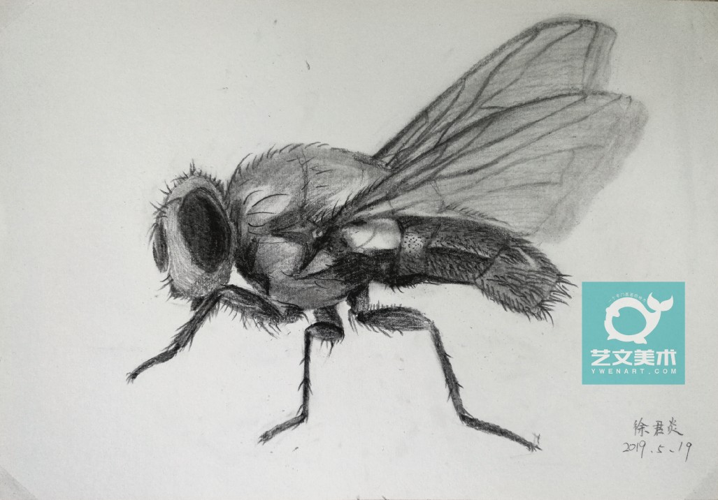 创意素描 少儿美术 儿童写实素描 动物素描 昆虫
