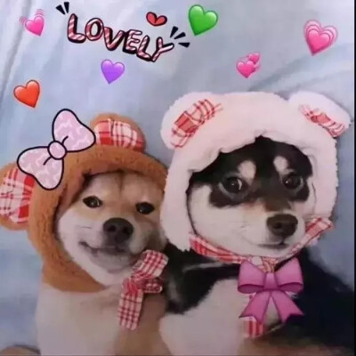 狗子情头