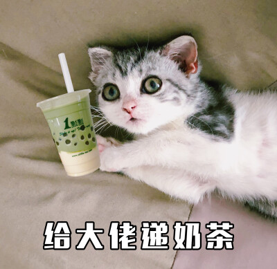 猫咪表情包:给大佬递茶