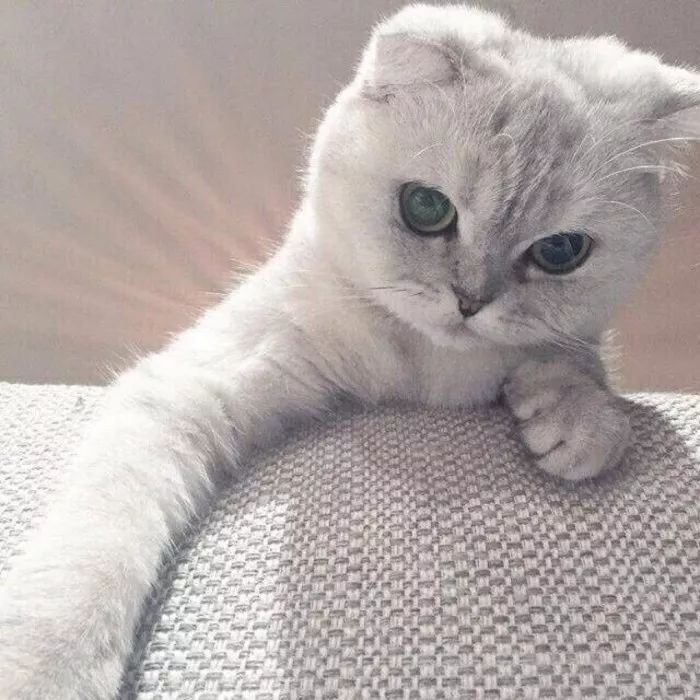 宠物情头