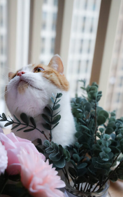 花花与三猫 猪皮