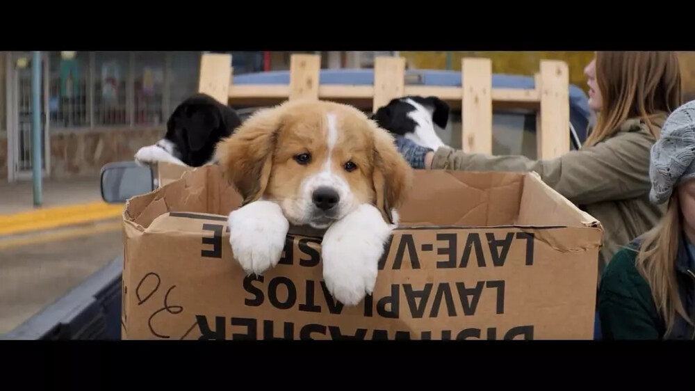 一条狗的使命 a dog"purpose - 堆糖,美图壁纸兴趣社区