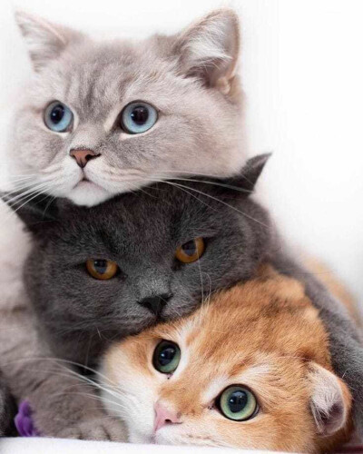 三只猫