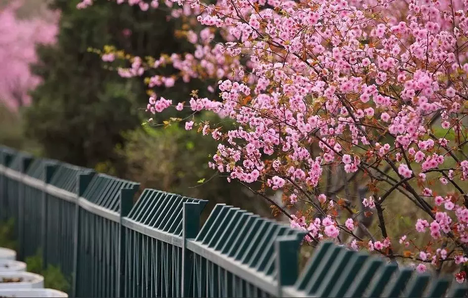 繁花似锦