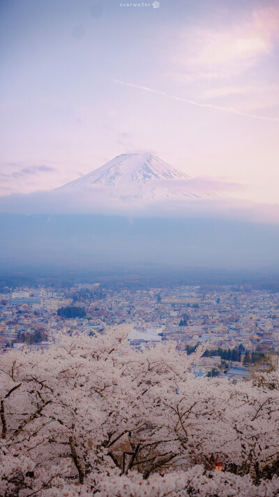 壁纸 樱花 富士山