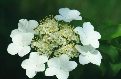 琼花.维扬一株花.四海无同类.