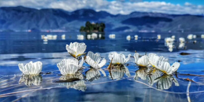 泸沽湖上的波叶海菜花 当地人称"水性杨花"