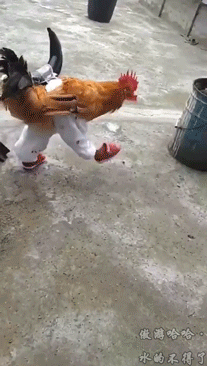鸡你太美?