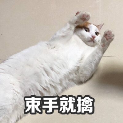 猫咪表情包 束手就擒