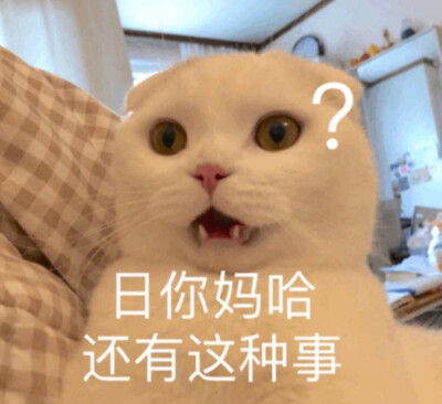 猫咪表情包 日你妈哈还有这种事