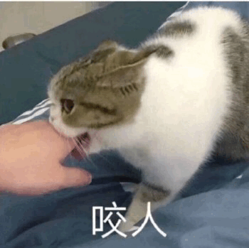 猫咪咬人表情包