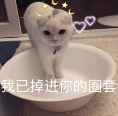 来一波猫咪表情包叭拿去撩你们的小哥哥