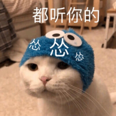 来一波猫咪表情包叭拿去撩你们的小哥哥