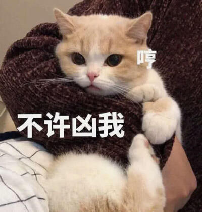 来一波猫咪表情包叭拿去撩你们的小哥哥