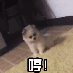 小动物头像 - 堆糖,美图壁纸兴趣社区