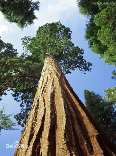 巨杉(学名:sequoiadendron giganteum),俗称世界爷,属杉科巨杉属唯一