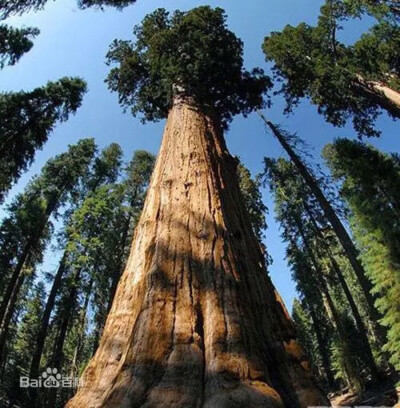 巨杉(学名:sequoiadendron giganteum),俗称世界爷,属杉科巨杉属唯一