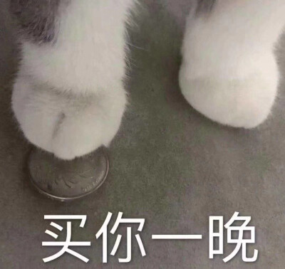 买你一晚 猫表情包