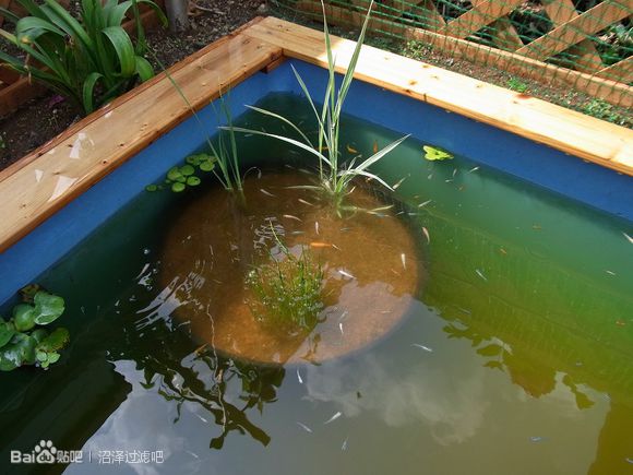 沼泽过滤关于植物的选择