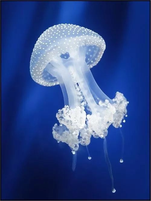 珍珠水母,俗称:珍珠水母,有一明显的伞状结构,在水母伞上分布着小白点