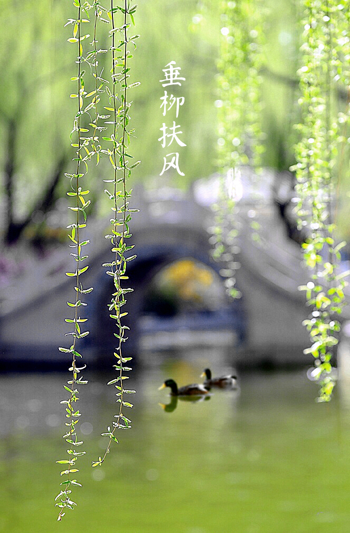 【夏至】垂柳扶风,水石幽清,荷花满塘.蛙鸣蝉噪,游鱼聚亭.