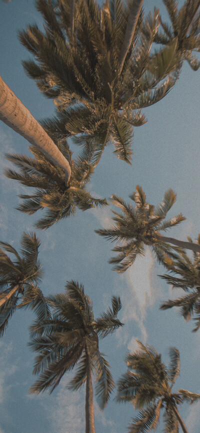 夏日壁纸 堆糖 美图壁纸兴趣社区