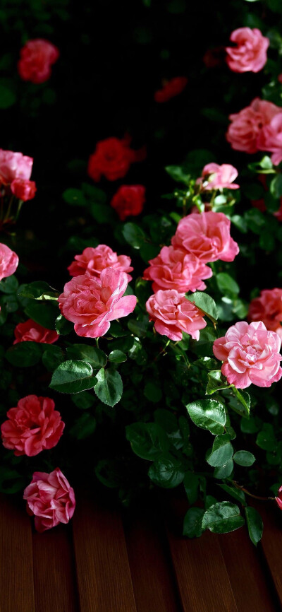 超高清玫瑰,月季,蔷薇壁纸