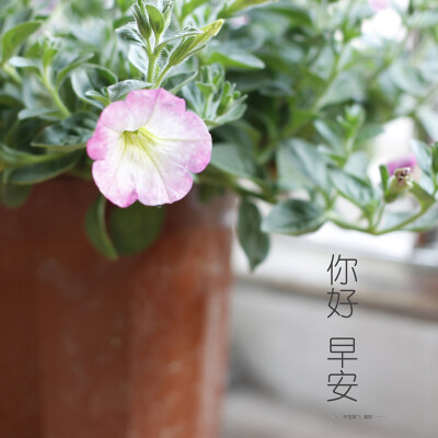 阳光明媚的早晨,早安