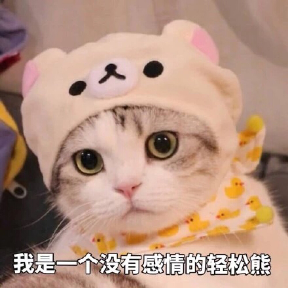 萌宠 可爱 猫 表情包 头像