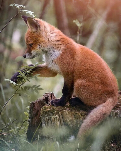 狐狸#野生狐狸#赤狐#狐崽森林大冒险