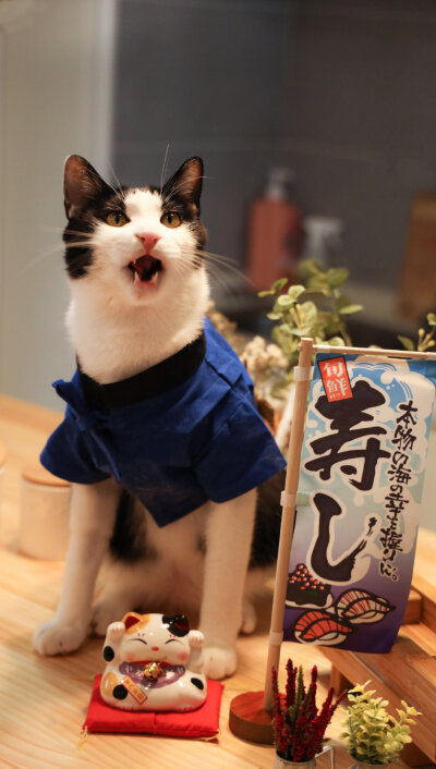 花花与三猫猫