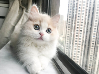 图源:花花与三猫catlive 新成员年糕弟弟!