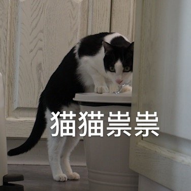 图源:花花与三猫catlive