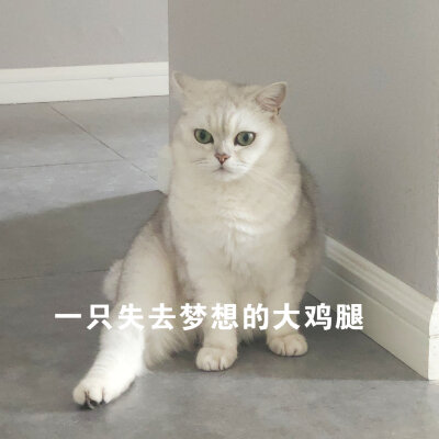 花花与三猫