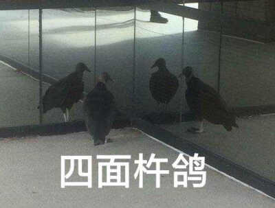 收集   点赞  评论  沙雕 0 0 wy嘛  发布到  鸽子 图片评论 0条