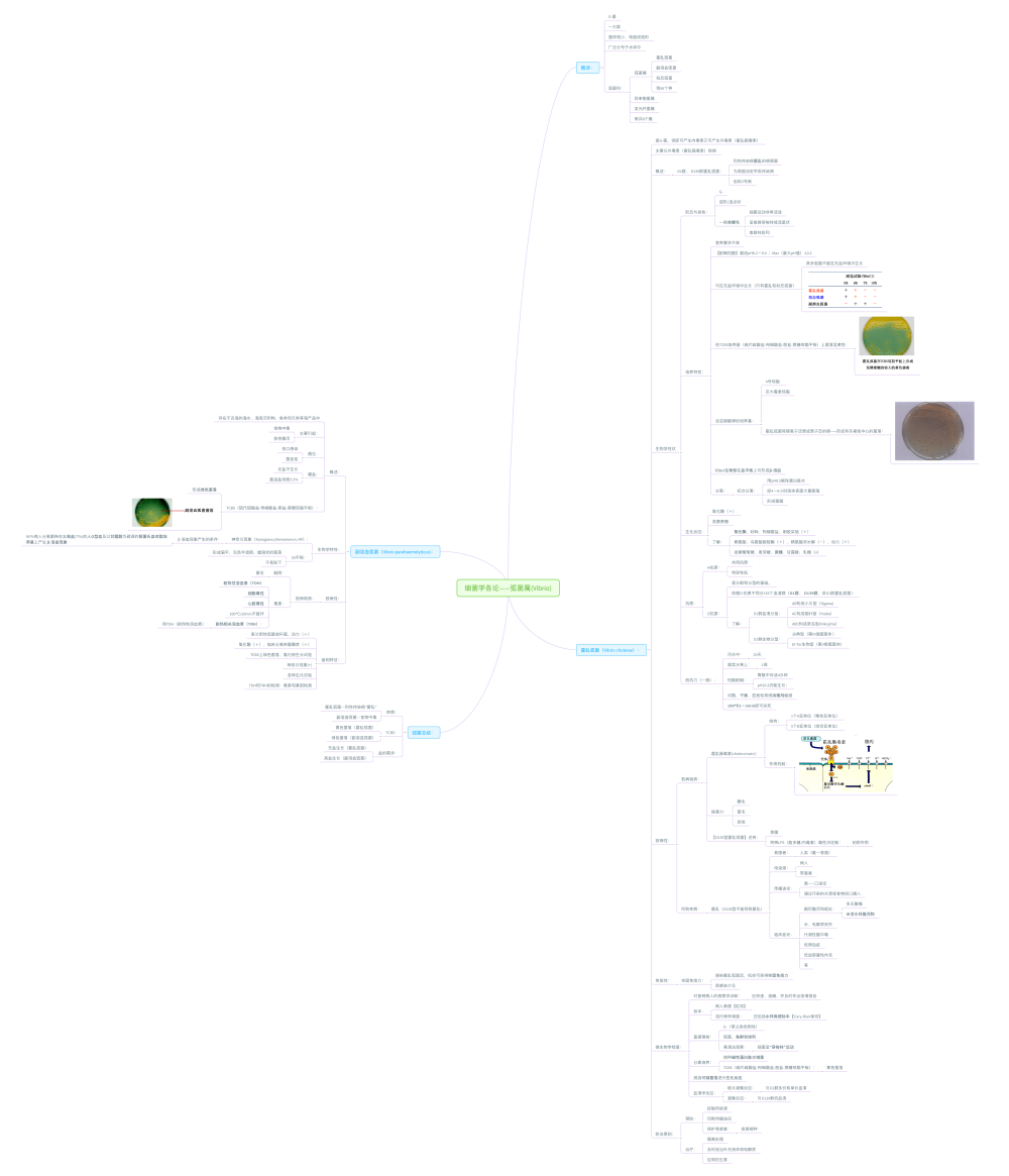 医学微生物学思维导图-弧菌属 - 堆糖,美图壁纸兴趣