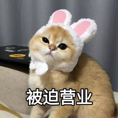 可爱 表情包 猫咪