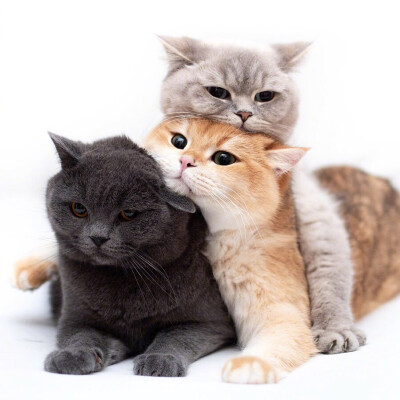 猫咪头像