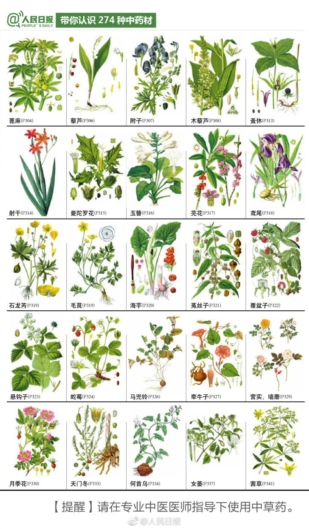 274种中草药材手绘图,值得认识收藏 via 人民日报