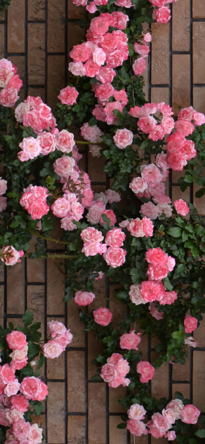 超高清玫瑰,月季,蔷薇壁纸