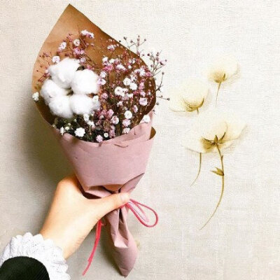 棉花 花语