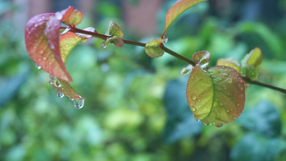雨后植物青翠欲滴