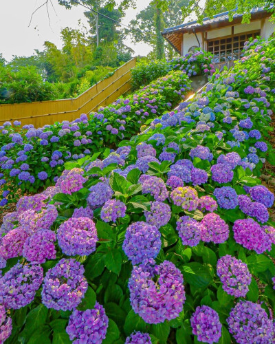 一路繁花似锦