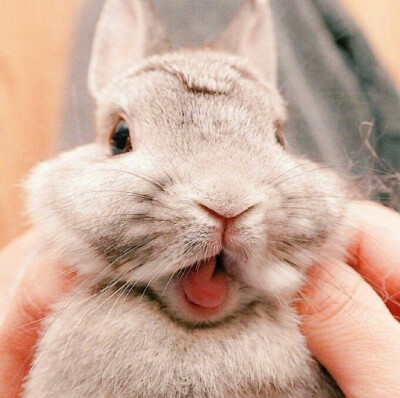 萌出水的小兔子这个小舌头太可爱啦