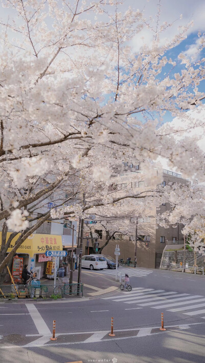 街景,日系樱花壁纸
